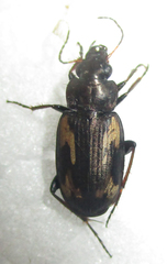 Tetragonoderus thunbergi