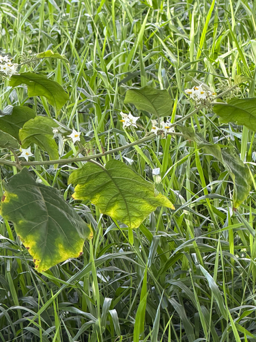 Solanum torvum observed 2026-07-02