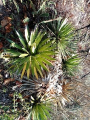 Agave filifera