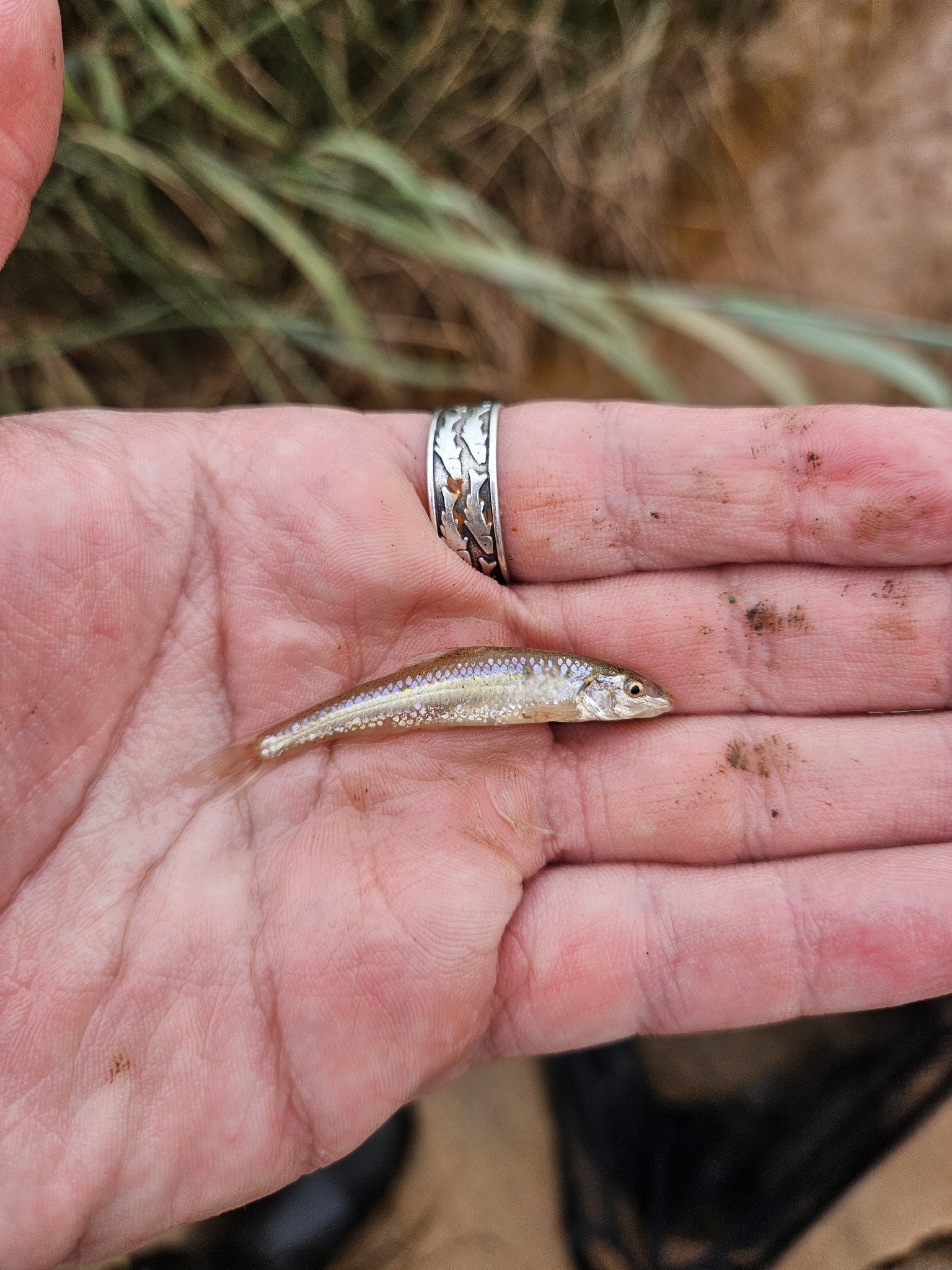 Prairie Chub photo 6