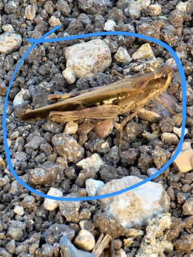 Broad Green-winged Grasshopper