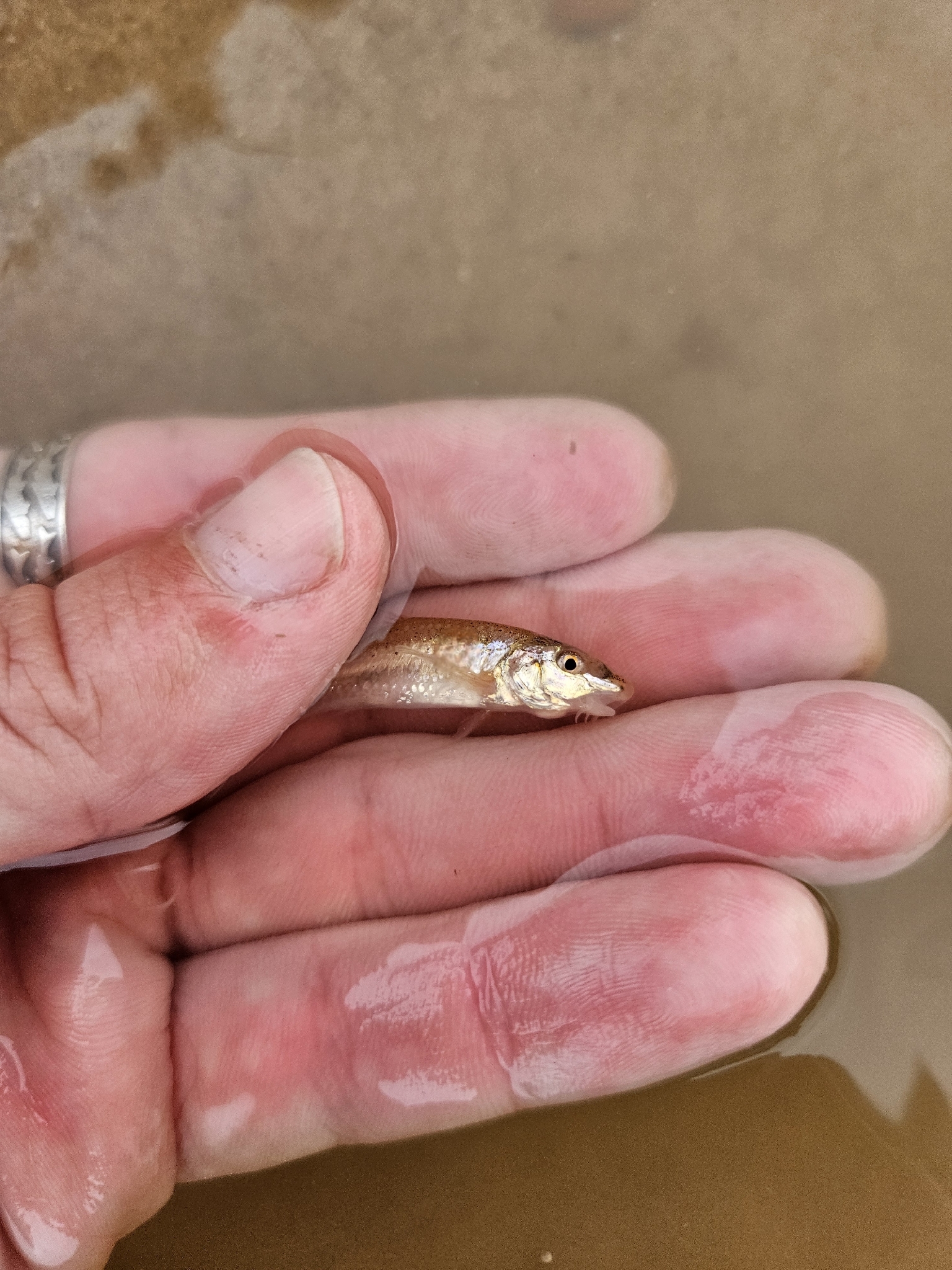 Prairie Chub photo 7