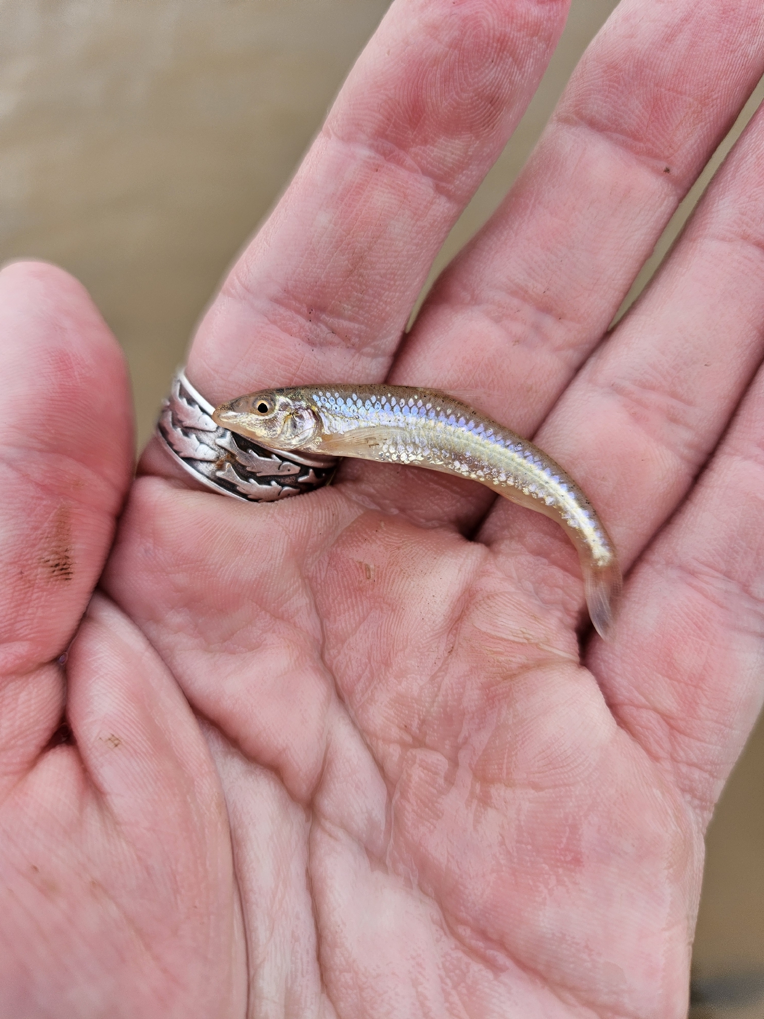 Prairie Chub photo 8