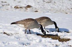 Branta canadensis