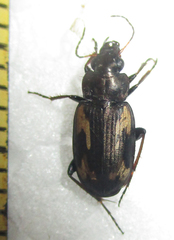 Tetragonoderus thunbergi