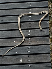 Psammophis subtaeniatus