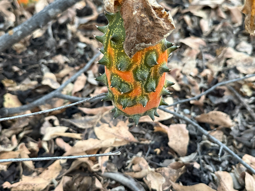 Horned Melon