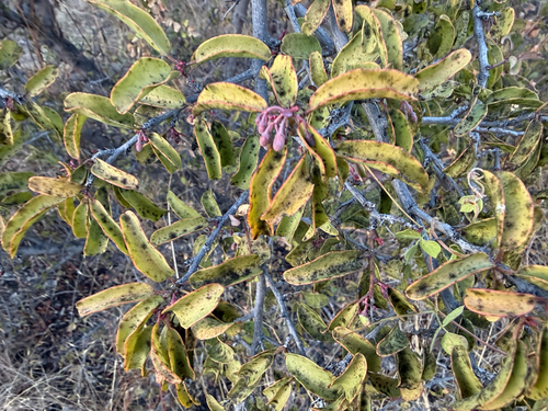 Hog plum