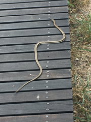 Psammophis subtaeniatus