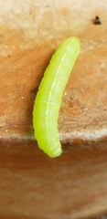 Orthosia hibisci