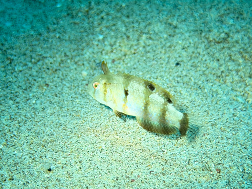Iniistius aneitensis observed 2026-07-03