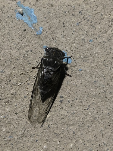 Common Cicada