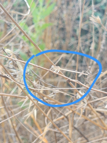 Ivory Featherleg