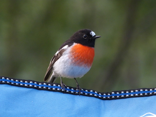 Scarlet Robin