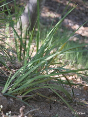 Iris foetidissima