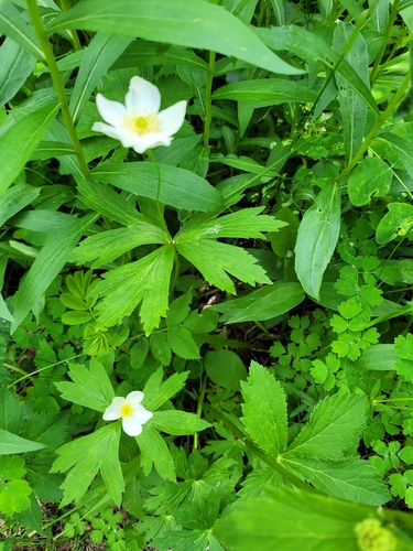 Canada anemone