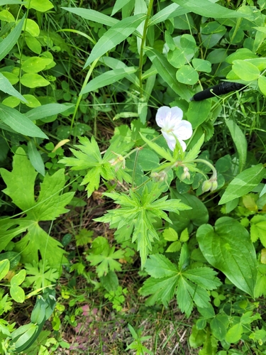 Richardson's geranium