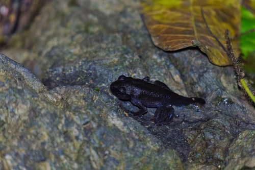 Palawan Litter Frog, Leptobrachium tagbanorum
