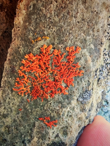 Elegant Sunburst Lichen