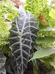 Alocasia amazonica