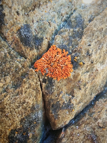 Sugared Sunburst Lichen