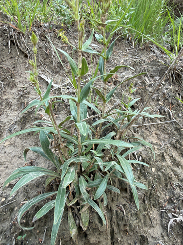 Penstemon albidus, photograph 2