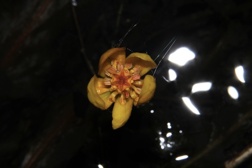 Nuphar submersa iNat (3)