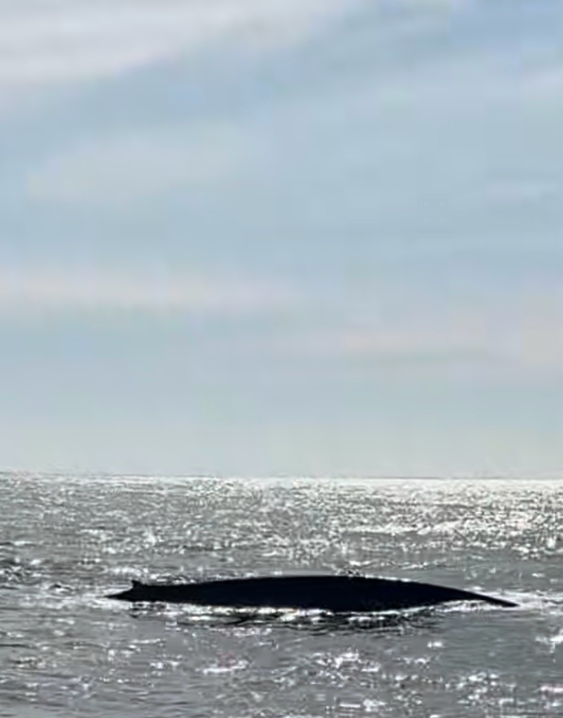Blue whale back surfacing in glittering sea
