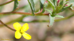 Camissonia contorta