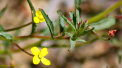 Camissonia contorta