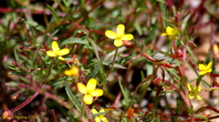 Camissonia contorta