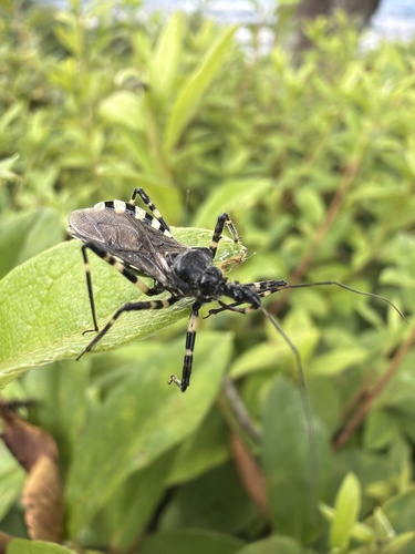 Sphedanolestes impressicollis