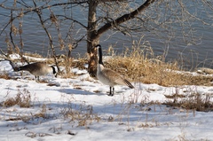 Branta canadensis