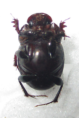 Euonthophagus carbonarius