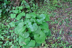 Ligularia stenocephala