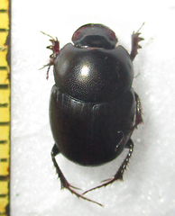 Euonthophagus carbonarius
