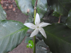 Coffea arabica