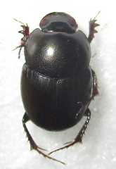 Euonthophagus carbonarius
