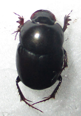 Euonthophagus carbonarius