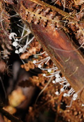 Mycena albidocapillaris