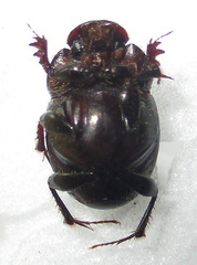 Euonthophagus carbonarius