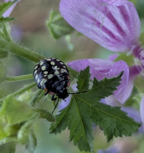 Southern Green Stink Bug