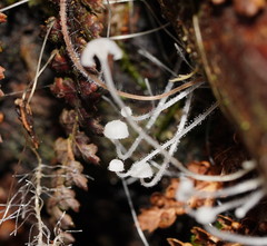 Mycena albidocapillaris