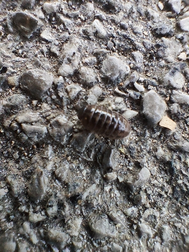 Common Pill Woodlouse