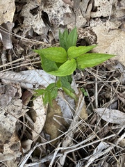 Clematis morefieldii