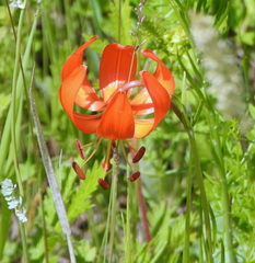 Lilium pumilum, photograph (c) Анна Васильченко, some rights reserved (CC BY)