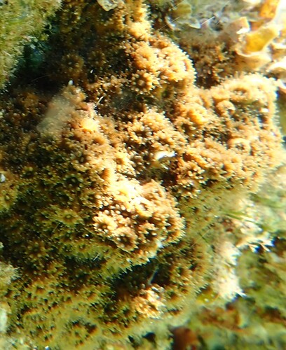 Cushion Coral