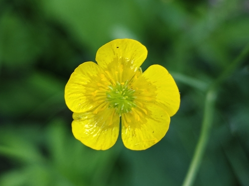 Наблюдение на iNaturalist
