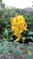 Crotalaria longirostrata