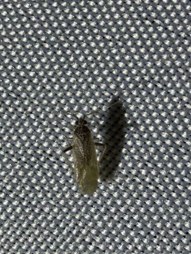 iNaturalist observation photo of Parthenicus